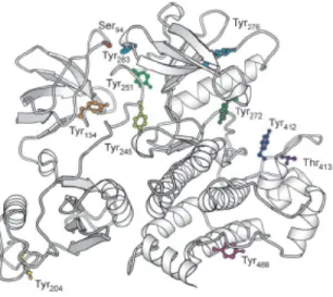 Figure 2 : Abl possède 11 sites de phosphorylations (extrait de (426)).  