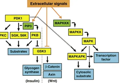 Figure  5 :  Représentation  schématique  de  voies  de  signalisation  avec  en  exemple  les  voies des familles MAPK, GSK3 et PDK1 (extrait de (39))