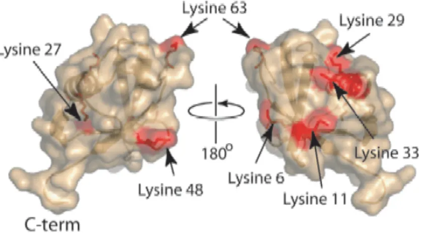 Figure 6 : Structure en β-grasp de l’Ub et mise en évidence (en rouge) de ses 7 lysines  (K) (extrait de (436) et (384))