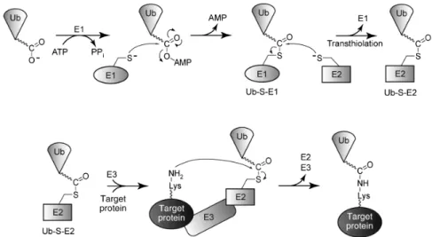 Figure 8 : Schéma général de la réaction d’ubiquitination (extrait de (426)). 