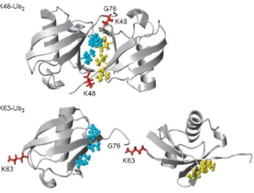 Figure  9 :  Conformation  différente  des  chaînes  de  polyubiquitination  utilisant  la  lysine K48 ou K63 (extrait de (325))