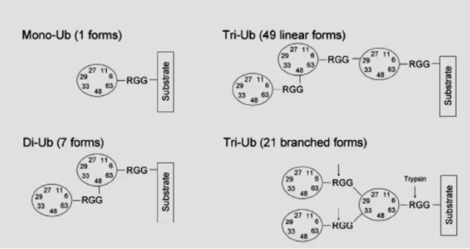 Figure  10 :  Schéma  illustrant  la  complexité  possible  des  chaînes  d’ubiquitine  avec  participation des 7 lysines (extrait de (455) )