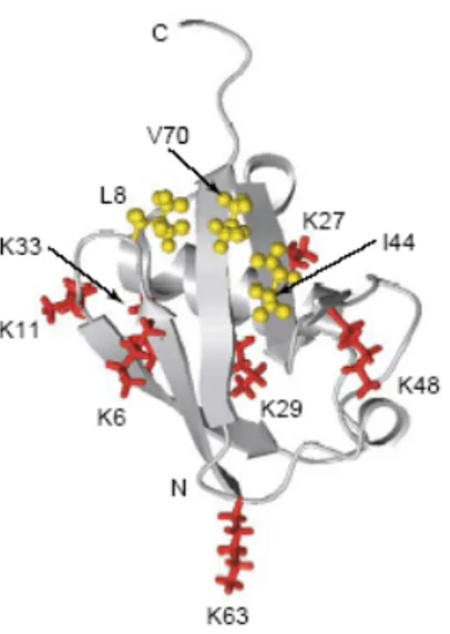 Figure 11 : Zone hydrophobe L8-I44-V70 (en jaune) reconnue sur l’ubiquitine par les  UBDs