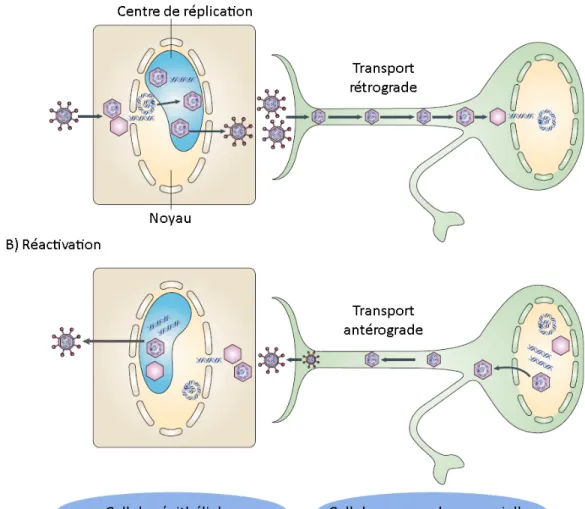 Figure 4. Schéma illustrant en A) l’infection d’une cellule épithéliale ainsi que le  transport rétrograde dans un neurone, et en B) la réactivation d’un virus latent dans  un neurone suivie de son transport antérograde ainsi que l’infection de nouvelles  