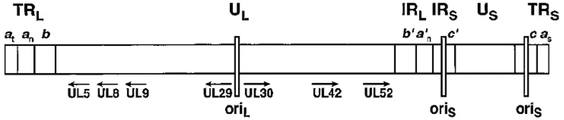 Figure 6. Schématisation linéaire du génome de l’HSV-1 démontrant l’organisation  des sections géniques, les trois sites d’origine de réplication de l’ADN viral ainsi que  l’endroit approximatif des promoteurs de certains gènes viraux