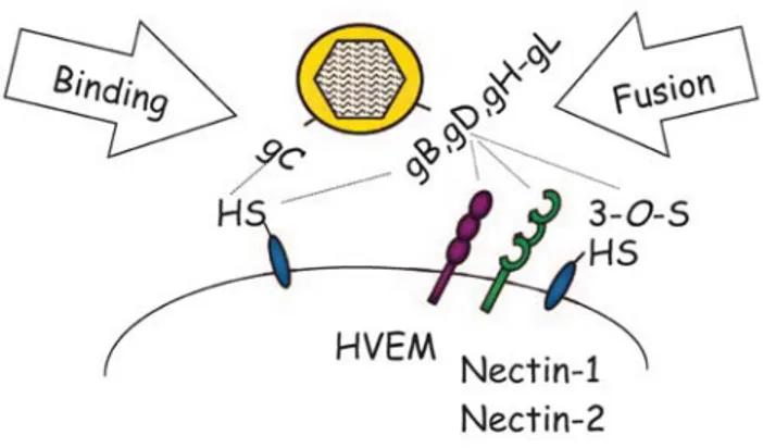 Figure 9. Récepteurs de surface cellulaire et ligands viraux qui participent à l’entrée  de l’HSV-1 dans la cellule