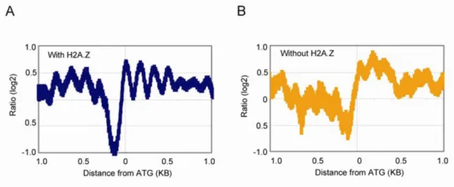 Figure 2. Alignement des nucléosomes sur le codon d’initiation dans deux groupes de  promoteurs
