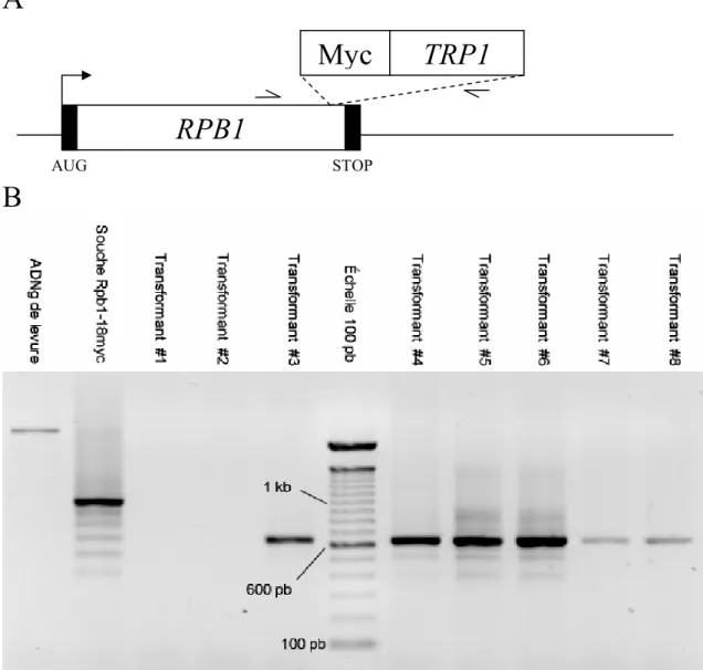 Figure  3.  Criblage  des  intégrations  correctes  du  fragment  inséré  en  C-terminal  du  gène RPB1