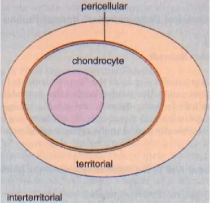 Figure 2: Compartments of the ECM (1) 