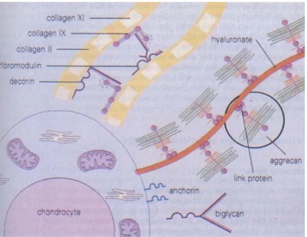 FIGURE 3: PROTEIN INTERACTION IN THE ECM (1) 