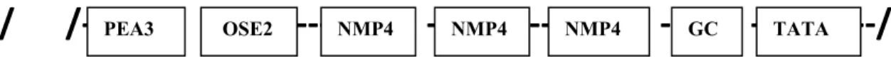 FIGURE 5   INDUCED GREMLIN PROMOTER DELETED DERIVATIVE 2 ACTIVITY    (A) Representation of transcription factor sites present on deleted derivative promoter    /      /‐‐‐          ‐          ‐‐‐‐          ‐‐‐‐‐‐‐‐‐‐‐‐‐‐‐‐      ‐‐        ‐‐‐‐‐‐‐‐‐‐‐/     PEA3, OSE2, NMP4 = transcription factors  GC = GC rich region of promoter  TATA = TATA box  (B) Induced GRM2 promoter activity                                                          Arbitrary Unit (%) 