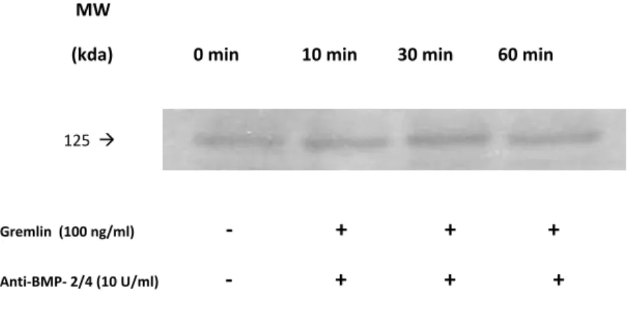 FIGURE 12   WESTERN BLOT ANALYSIS OF FAK PHOSPHORYLATION FOLLOWING GREMLIN  STIMULATION     (A) A representative western blot analysis of FAK phosphorylation                      MW                   (kda)                  0 min              10 min         30 min          60 min                                                                                                                  125  Æ    Gremlin  (100 ng/ml)                           ‐                   +                  +                 +   Anti‐BMP‐ 2/4 (10 U/ml)                    ‐                   +                  +                  +     (B) Graph of densitometry calculations of western blot results   