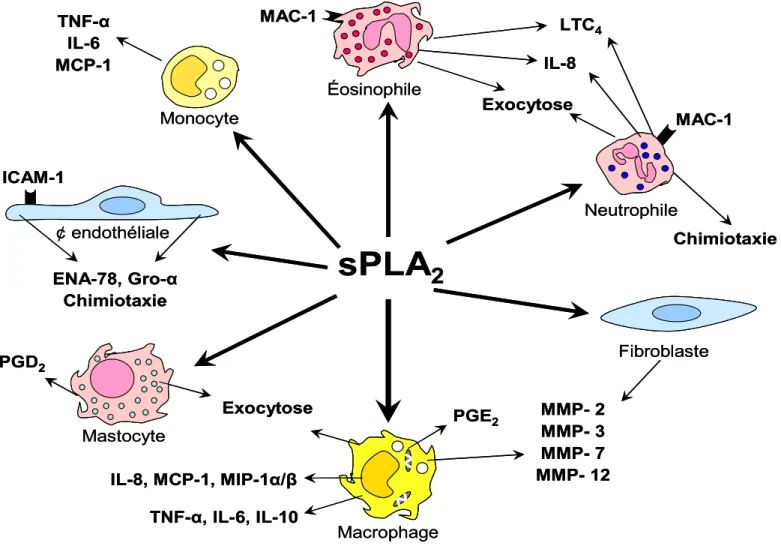Figure 7 : Représentation des effets des sPLA 2  sur les différentes cellules inflammatoires