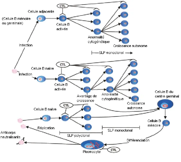 Figure 1.  Modèle hypothétique du développement des syndromes  lymphoprolifératifs (SLP) et du rôle du cycle lytique