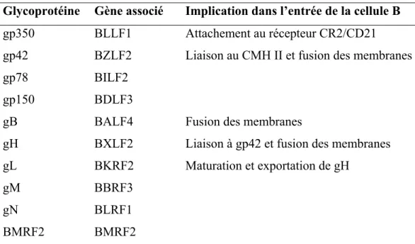 Tableau III.  Glycoprotéines de l’enveloppe du virus EB et fonction identifiée pour  l’entrée dans la cellule B 