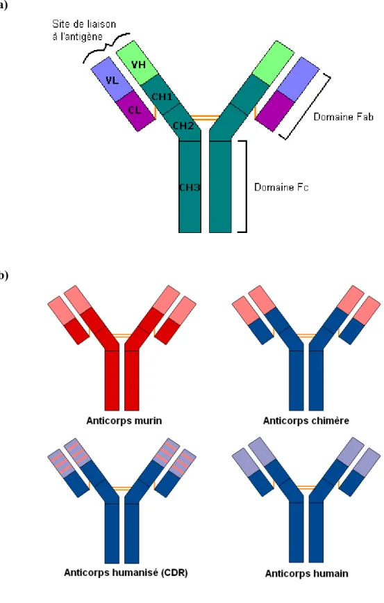 Figure 2.  a) Structure d’un IgG montrant les différentes régions et les domaines  importants