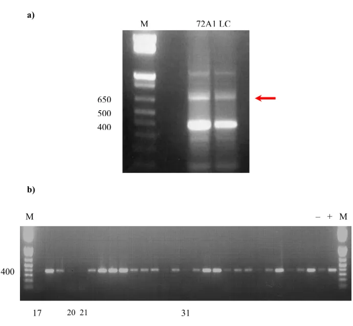 Figure 4.  Sélection de la région d’intérêt de la LC fonctionnelle. a) Amplification  sélective biaisée de l’ADN de la LC fonctionnelle par PCR