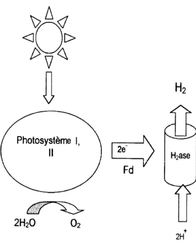 Figure I. Schématisation de la production d’hydrogène par biophotolyse directe. 