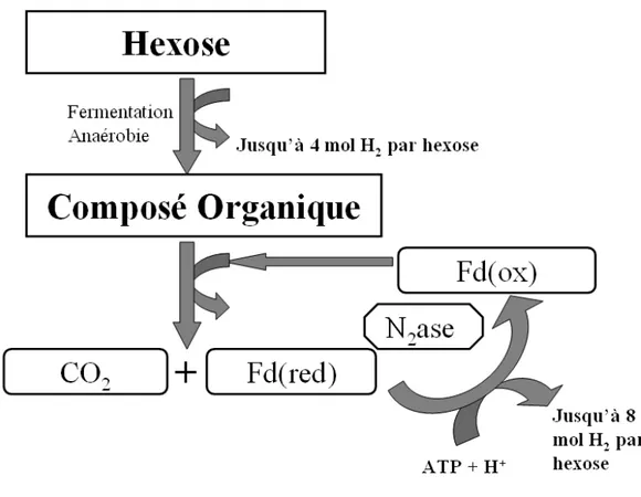 Figure II. Schématisation de la production d’hydrogène par photofermentation via 