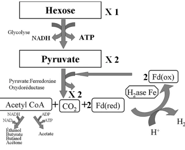 Figure IV. Schématisation de la production d’hydrogène par la fermentation 