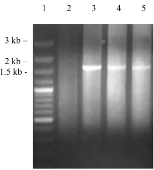 Figure V. Gène hydA de R. rubrum amplifié par PCR. 