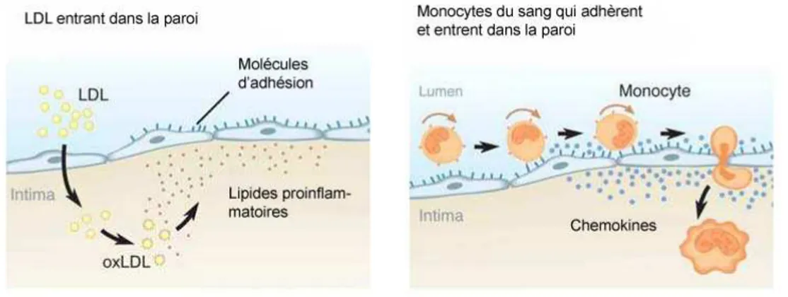 Figure 1.3 – Le cholestérol LDL retenu et modifié dans la paroi entraîne l’activation des cellules vascular cell adhesion molecule-1 (VCAM-1)