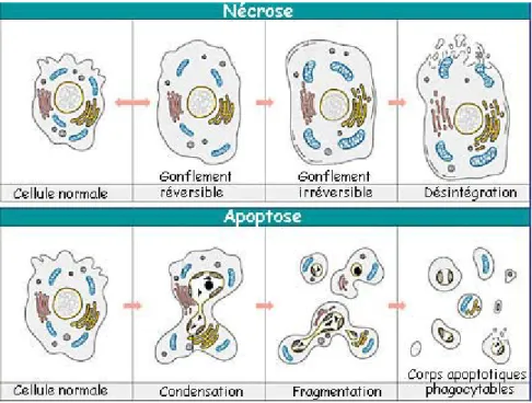 FIGURE 1.5 : Comparaison de la nécrose et de l’apoptose. 