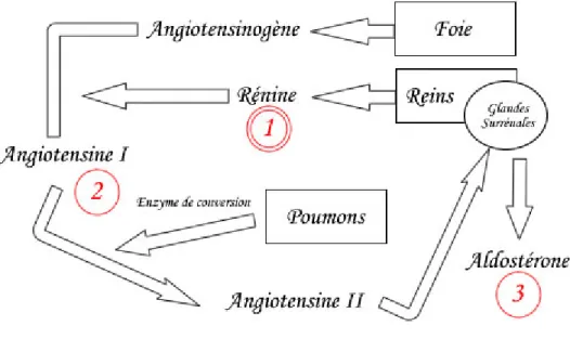FIGURE 1.6: Système rénine-angiotensine-aldostérone périphérique 