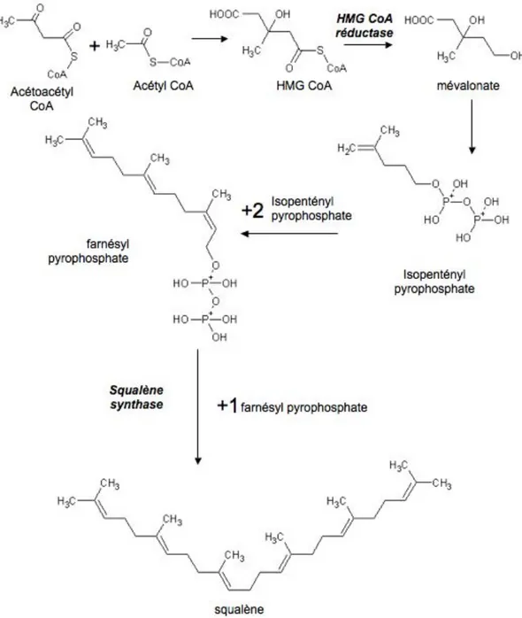 Figure 2. Étapes initiales de la biosynthèse du cholestérol. 