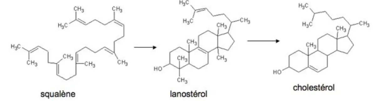 Figure 3. Étapes finales de la biosynthèse du cholestérol. 
