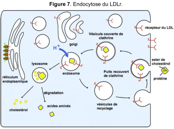 Figure 7. Endocytose du LDLr. 