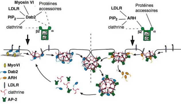 Figure 8. L’endocytose du LDLr nécessite des protéines adaptatrices. 