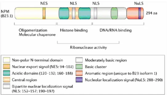 Figure 3: Pourcentage de mutations et translocations chromosomiques  impliquées dans les LMA