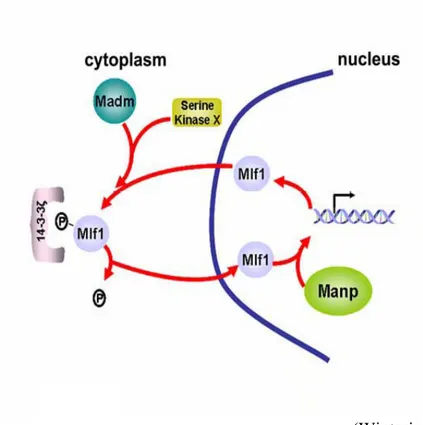 Figure 5 : Mouvement de MLF1 dans la cellule et rôle nucléaire.   x Protéines pouvant s’associer avec  MLF1  