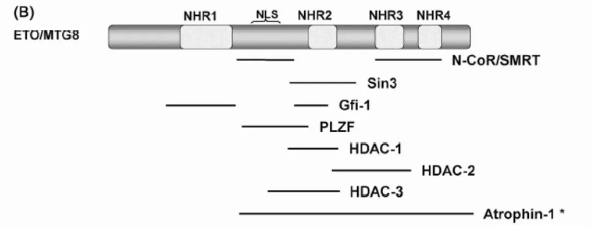 Figure 11: caractéristique structurale de MTG8 et les protéines avec lesquelles il  interagit
