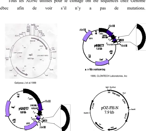 Figure 13: caractéristiques des plasmides utilisés pour cloner les différentes  ADNc.   