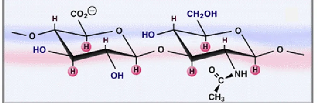 Figure 2:  Représentation d’une répétition du dissacharide -D-acide  glucuronique- E1,3-N-acétyl-D-glucosamine-E1,4-