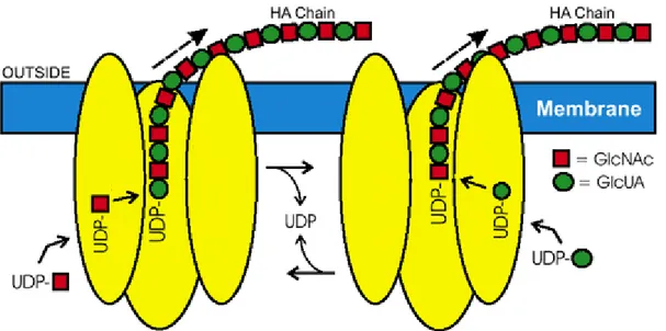 Figure 3 : Synthèse des chaines de HA par les HA synthases de classe I.  Représentation d’une hyaluronan synthase de classe I lié à la membrane  plasmique d’une cellule