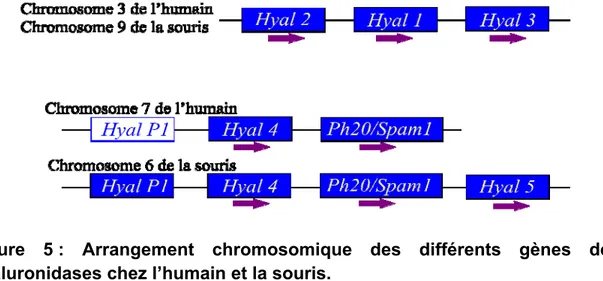 Figure 5  : Arrangement chromosomique des différents gènes de  hyaluronidases chez l’humain et la souris