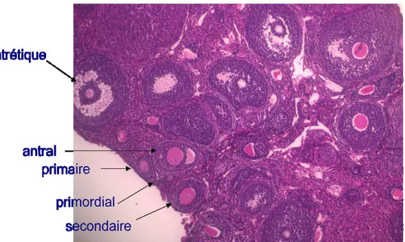 Figure 9.  Photographie d’une coupe d’ovaire de souris représentant les  différents types de follicules ovariens