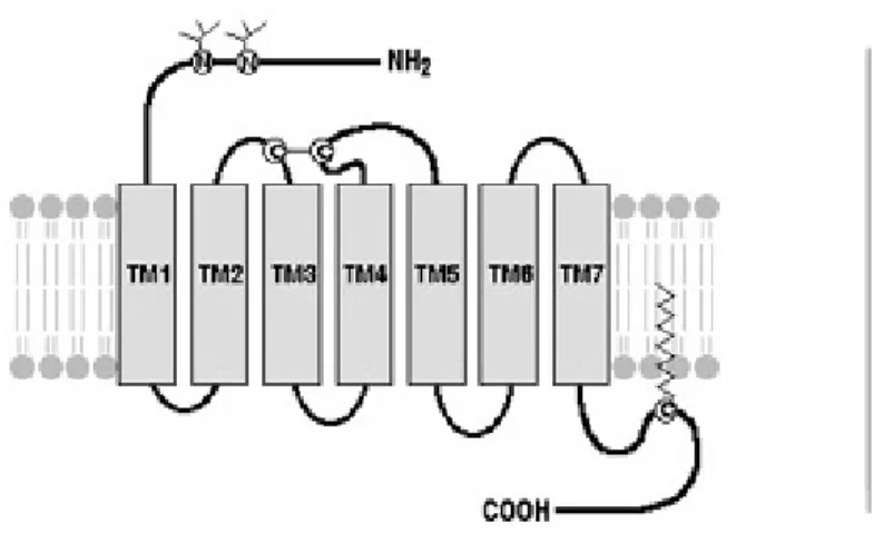 Figure 2. Représentation d’un RCPG. RCPG constitué de ses sept domaines  transmembranaires