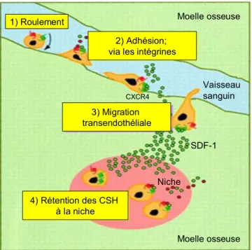 Figure 4. Domiciliation dépendante de CXCR4/ SDF-1. Schéma illustrant les  différentes étapes de la domiciliation cellulaire des CSH : 1) le roulement sur les  cellules endothéliales des vaisseaux sanguins conduit à 2) l’adhésion à la barrière  endothélial