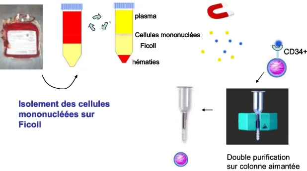 Figure 7. Purification des cellules CD34 +  de sang de cordon ombilical. Schéma  illustrant l’isolation des cellules CD34 +  provenant d’un SCO