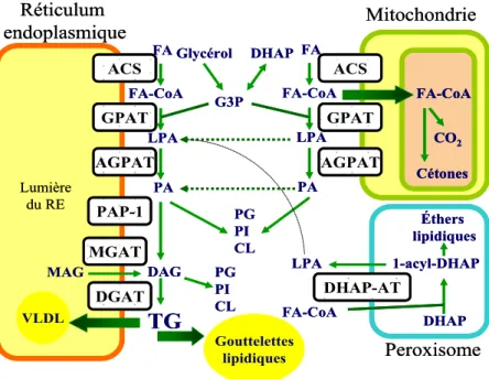 Figure 4. Voies de synthèse des triglycérides. Le LPA et le PA peuvent être synthétisés dans la mitochondrie  mais devraient être transportés vers le RE pour la synthèse terminale des TG