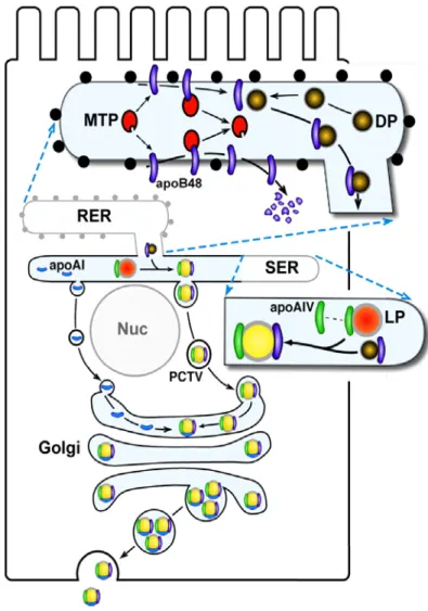 Figure 5. Biogenèse des chylomicrons. La  formation des CMs est un processus  séquentiel de plusieurs étapes qui  commence dans le RE