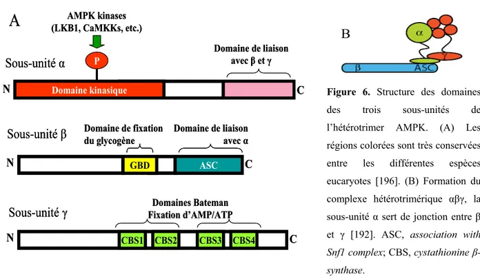 Figure 6. Structure des domaines  des trois sous-unités de  l’hétérotrimer AMPK. (A) Les  régions colorées sont très conservées  entre les différentes espèces  eucaryotes [196]
