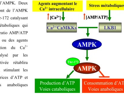Figure 8. Régulation de l’AMPK. Deux  principales kinases en amont de l’AMPK  phosphorylent le résidu Thr-172 catalysant  ainsi l’effet des stress métaboliques qui  causent l’augmentation du ratio AMP/ATP  (effet catalysé par LKB1) ou des agents 