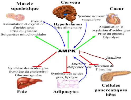 Figure 9. Principaux rôles de l’AMPK dans les tissus. L’activation du complexe AMPK a pour rôle principale  de conserver et de générer l’ATP essentiel au fonctionnement des processus cellulaires