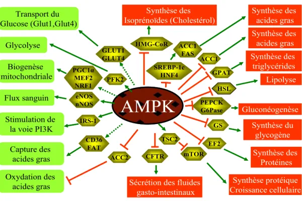 Figure 10. Sommaire des protéines identifiées comme cibles physiologiques et voies de signalisation régulées  par l’AMPK