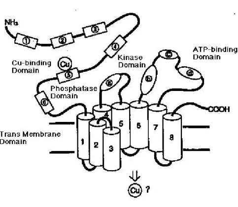 FIGURE 2: ATP7B 